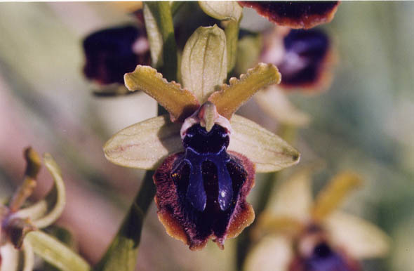 Ophrys garganica